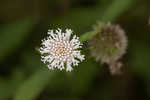 Snow squarestem